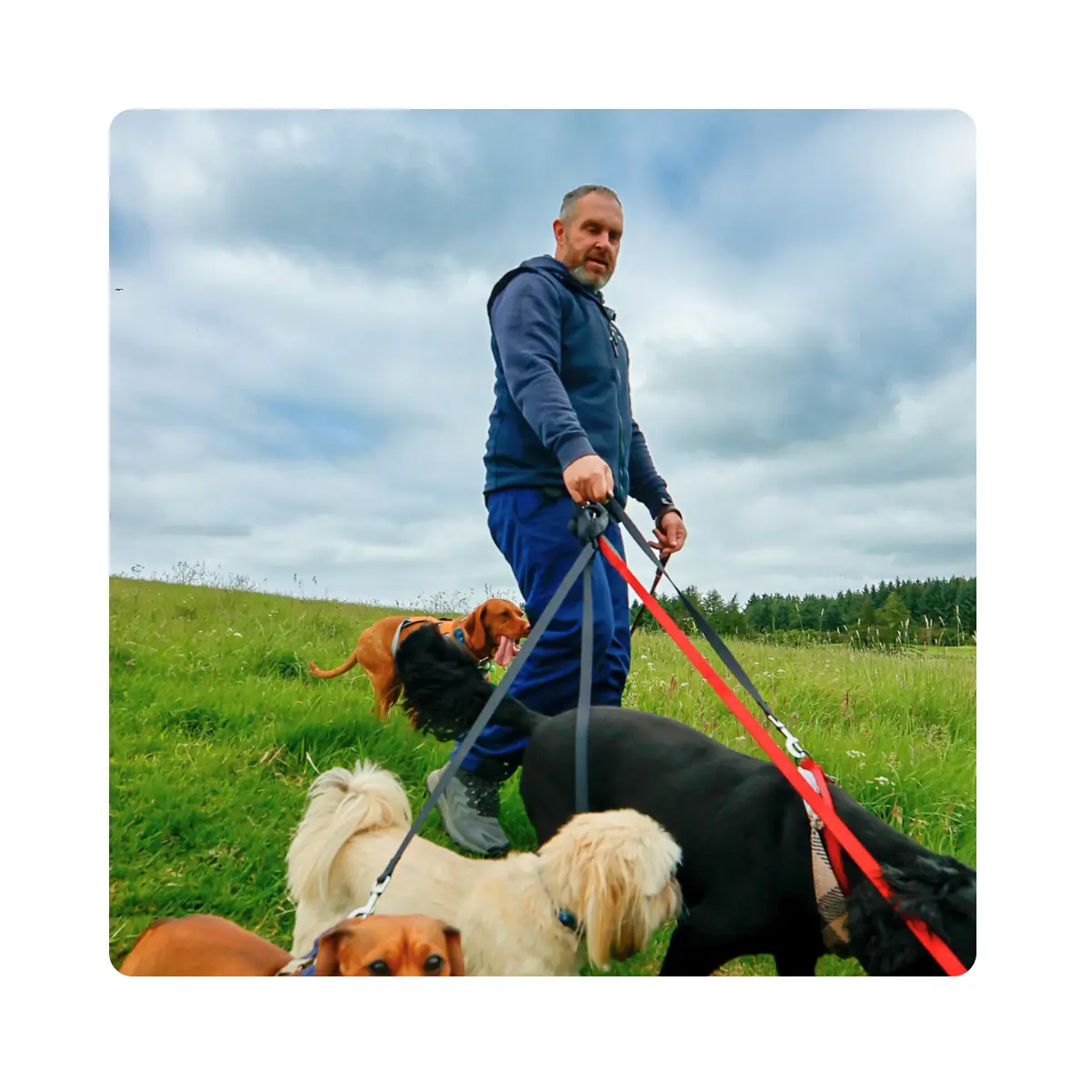 Colin’s Canines dog training photography